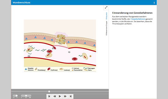 Biologie-Animationen in HTML5